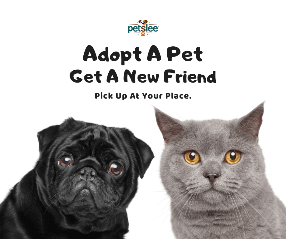 PetsLee_About PetsLee_About